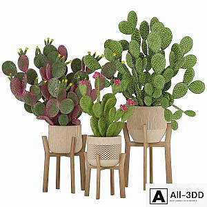 Prickly Cactus Set