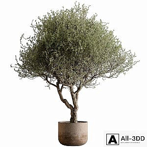 Outdoor Plants 594 - Tree in Pot