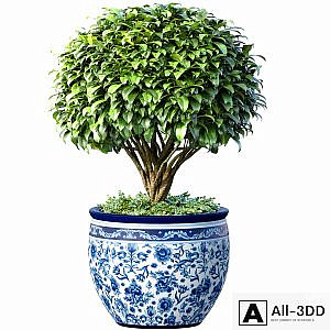 Decorative tree in an Italian vase. Indoor plant