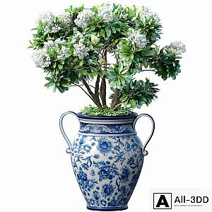 Decorative blooming garden tree with white Plumeria flowers in a vase