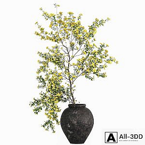 Plants with tiny flowers in pots