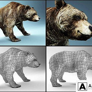 bear