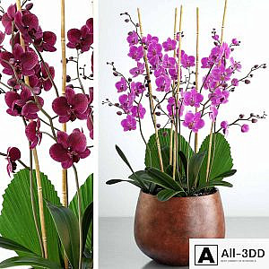 Orchid 7