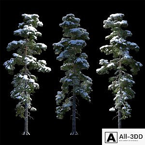 A large pine tree in the snow