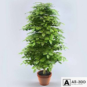 Bush Decorative Lemon
