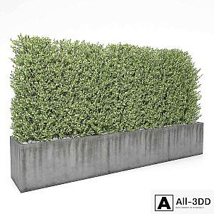 Boxwood - hedge