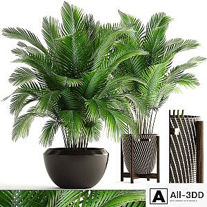 Collection of plants 164. Areca Palm, kentia, hoveya, areca, pot, bush, basket, flowerpot, interior, Howea