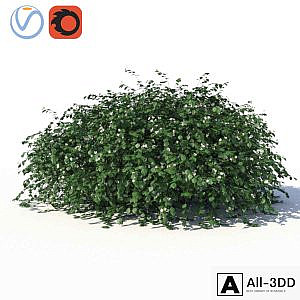 Chubushnik (jasmine) with lying on the ground branches and leaves