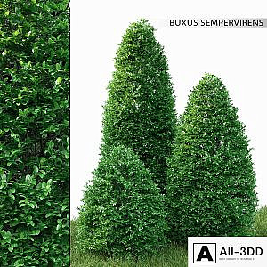 Buxus