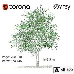 Birch tree