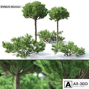 Pinus Mugo 3