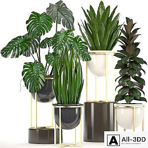 Collection of plants. luxury flowerpot, monstera, pot, ficus robusta, gold, interior plants, ficus abidjan, luxury decor, pot