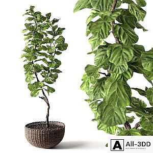 Ficus Lyrata