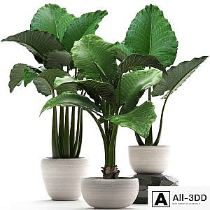 Plant collection 263. Alocasia, white pot, exotic plant, flowerpot, outdoor, bushes