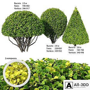 Shrubs
