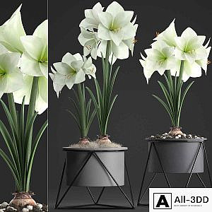 Collection of plants 310. Hippeastrum. Hippeastrum, potted flowers, indoor flowers, flowerpot, flower, pot, Scandinavian style, eco design, White flowers
