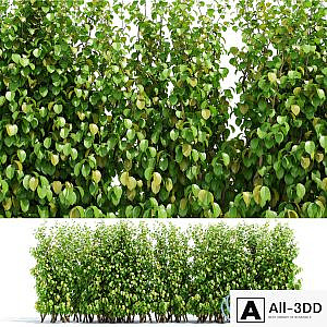 Hedge