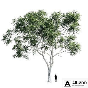 Eucalyptus 8