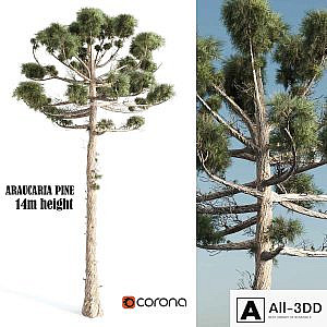 ARAUCARIA PINE-corona