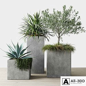 Outdoor Plants Set in Pottery Barn planters