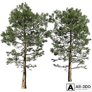 Pine | Pinus # 002 (16.5m)