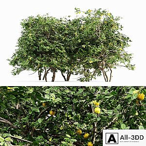 Lemon Fruit 5 tree