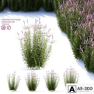 Veronicastrum virgin flowers | Veronicastrum virginicum Erica