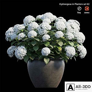 Hydrangea in planters set 02
