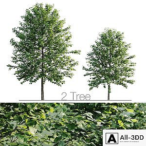 Tilia platyphyllos 8.5m and 6.3m