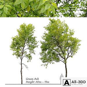 Green Ash (Fraxinus pennsylvanica) _3