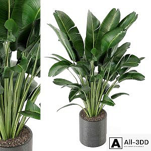 Indoor Plants Collection - Set 009