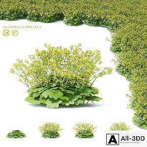 Soft flowers cuff | Alchemilla mollis 2