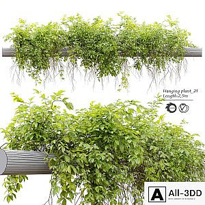 Hanging Plant 21