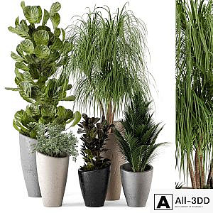 Indoor Plants in rusty Concrete Pot - Set 240