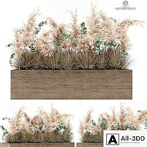 Indoor Pampas Plant 02