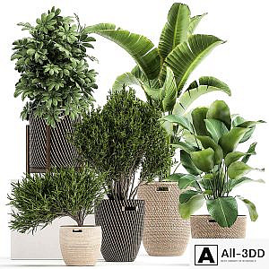 Collection of plants in baskets from Scheffler, Strelitzia, kalatea Lutea. Set 1036.