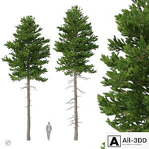 Norway spruce Set 2 V-Ray