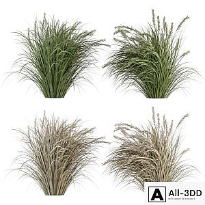 Pampas Bush Dried and Fresh - Bush Set 42