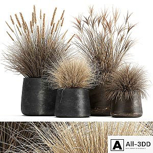 Collection of plants in metal pots with dried flowers Pampas grass, reeds, grasshopper bushes. Set 1058