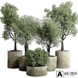 Collection outdoor plant 65 pot old olive tree concrete old vase corona