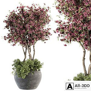 Outdoor Plant Set 352- Purple Flower Tree in Old Pot