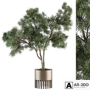 indoor Plant Set 337 - Tree in Gold pot