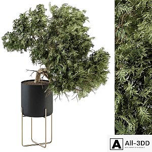 indoor Plant Set 345 - Tree in Black pot