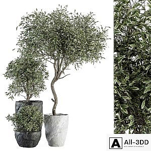 Outdoor Plant Set 363 - Plant Set in Stone Pot