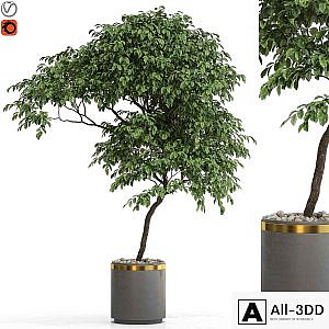 Plants collection 700