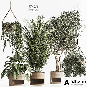 Indoor Plant Set 57