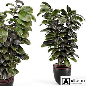 Indoor Plants in rusty Concrete Pot - Set 881