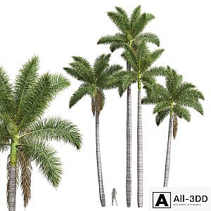 New Plant High detail Roystonea Regia