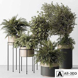 indoor Plant 442 - Tree and Bush