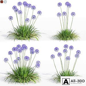 Agapanthus Collection for design